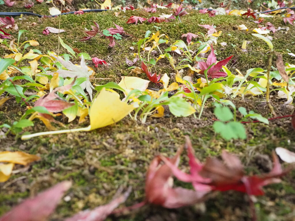 落ち葉