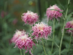 菊花展