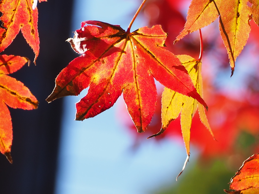 紅葉　秋の日差しをあびて
