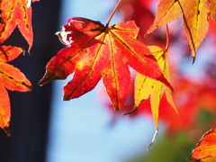 紅葉　秋の日差しをあびて