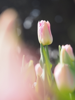 チューリップ