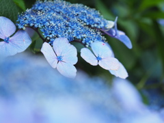 紫陽花