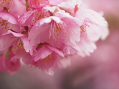 河津桜