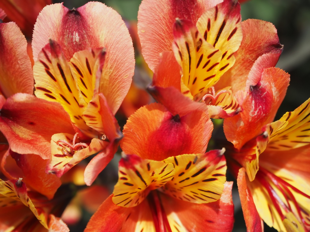 みんなが集まり