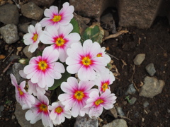 春らしい色を見つけて