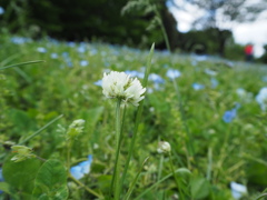 シロツメクサ