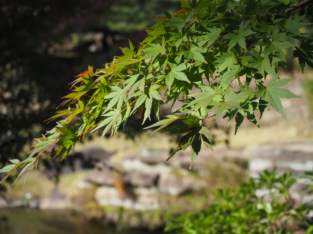 色づきは、これから