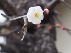 白梅一輪