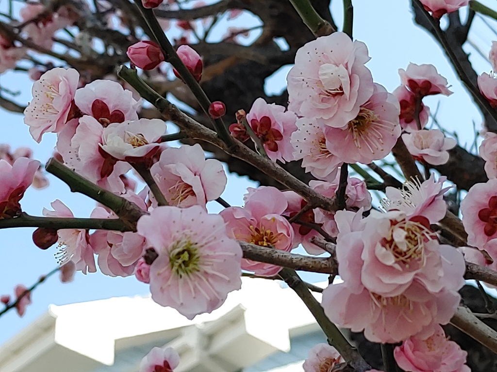 春の兆し