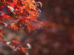 紅葉