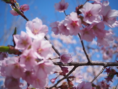 修善寺寒桜