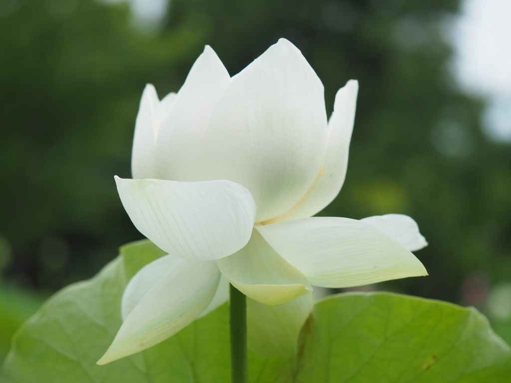 蓮