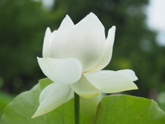 蓮