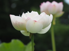 蓮の花