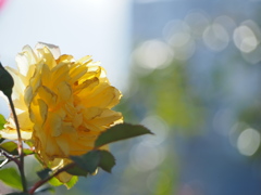 黄バラ