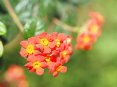 ベニマツリ