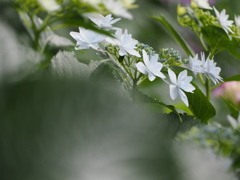 紫陽花