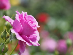 センテｲエﾂテツトエアー