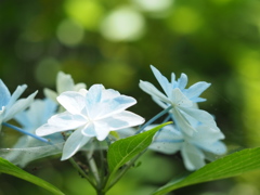 紫陽花