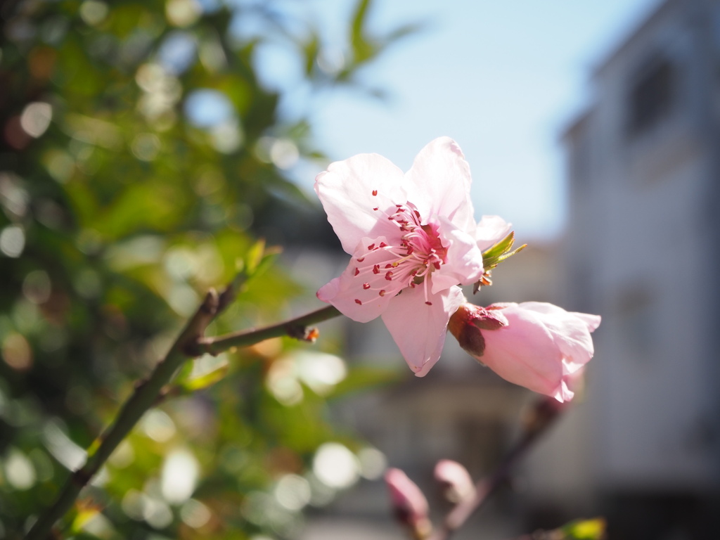 陽光浴びて輝いて