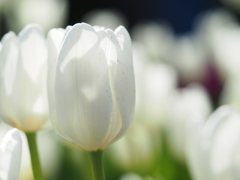 アイスチューリップ