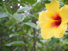 ハイビスカス