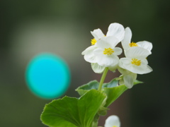 ボケの花