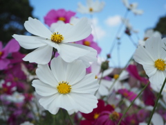 コスモス