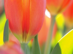 一足お先の春模様