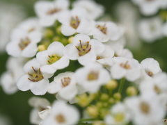 花壇のなか