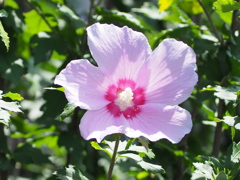 梅雨明け間近の日射しを浴びて輝いて