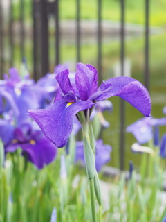 花菖蒲