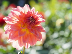 ダリア　白の縁取り