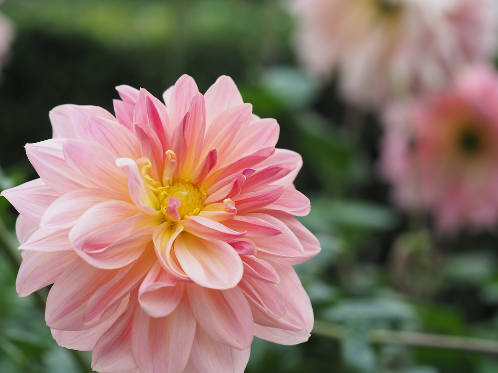 フェアウェイパイロット