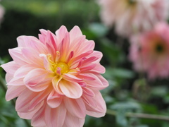 フェアウェイパイロット