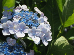 ガクアジサイ