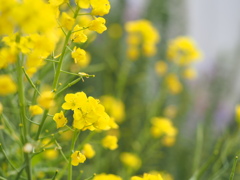 菜の花