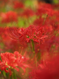 彼岸花
