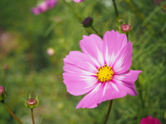 コスモス