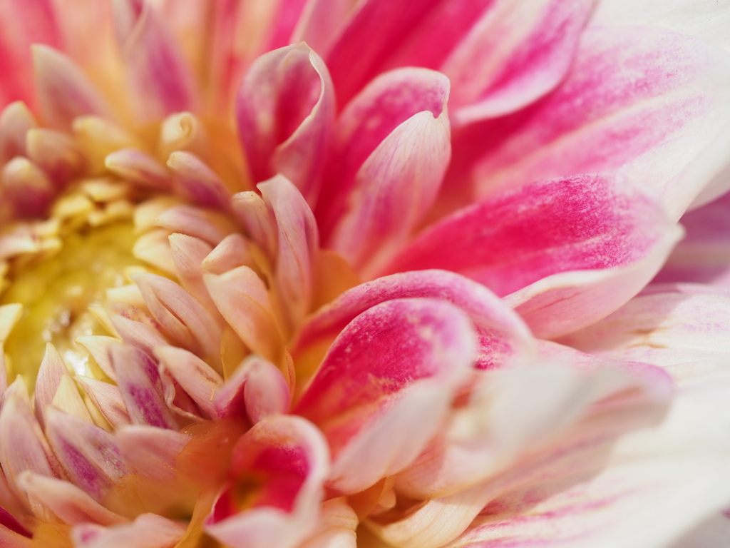 ダリア　赤から白へ