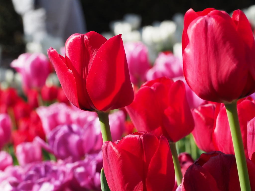 アイスチューリップ