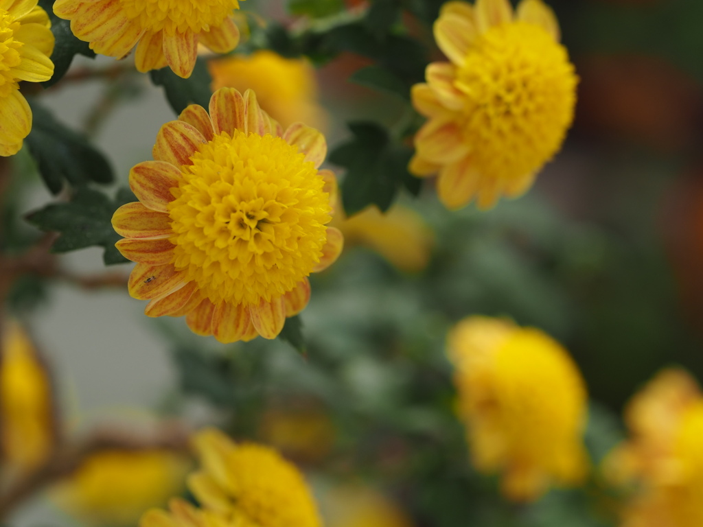菊