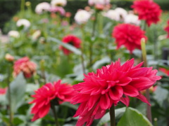 サマーパラダイス