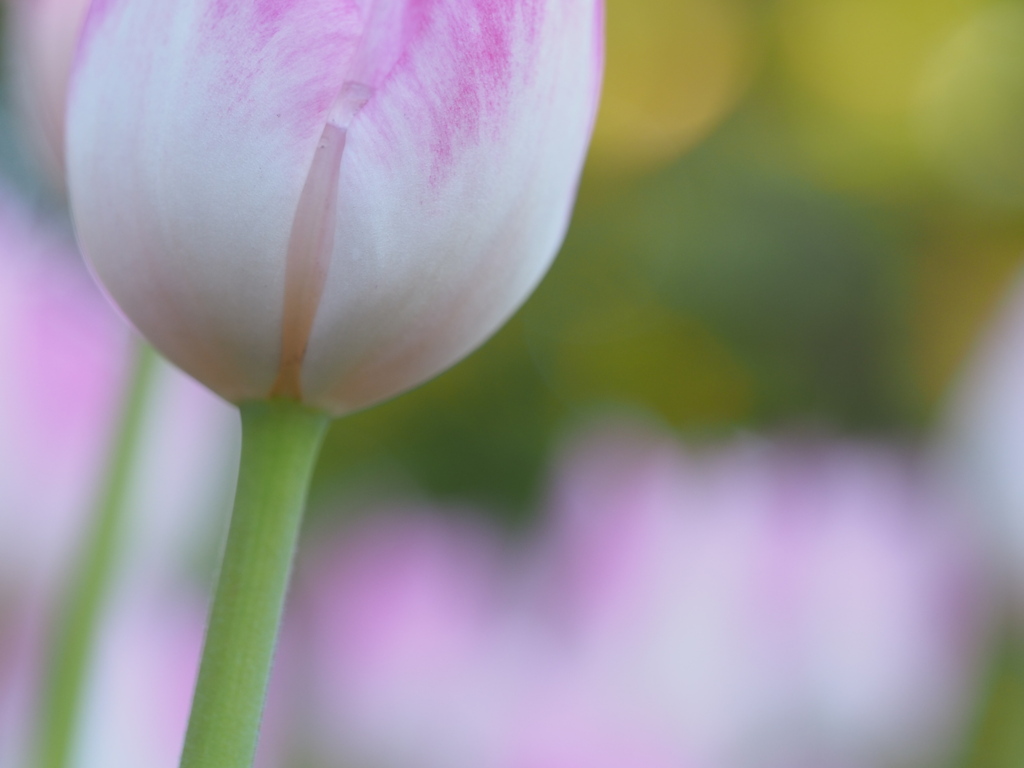 アイスチューリップ