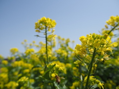菜の花畑
