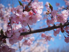 修善寺寒桜