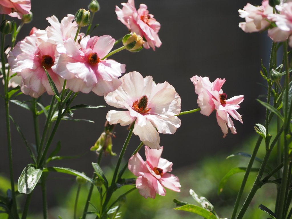 咲き乱れ、春謳歌