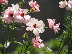 咲き乱れ、春謳歌