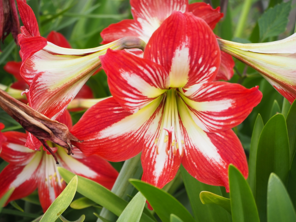 トランペットのように