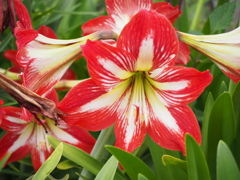 トランペットのように